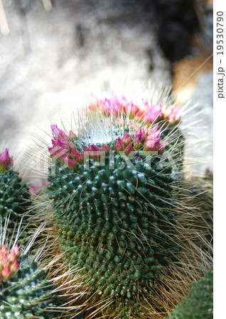 マミラリア ピコ 花 ピコの写真素材