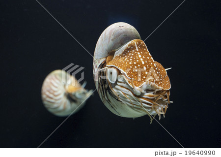 オウムガイ Nautilus 生きた化石 ノーチラスの写真素材 - PIXTA