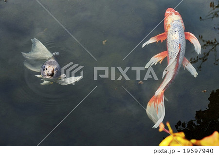 ヒレ長錦鯉 魚類 ヒレ長鯉の写真素材