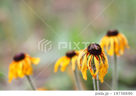 枯れた花 ルドベキア 1 花 枯れた花 枯れる ルドベキアの写真素材