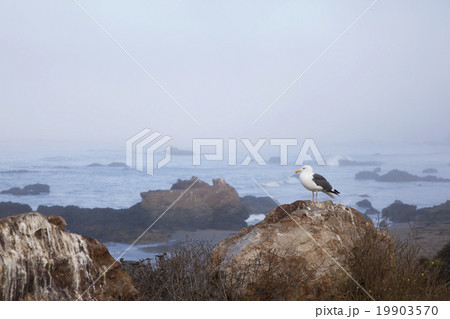 カモメのジョナサン 青空の写真素材 カモメのジョナサン 青空の写真素材