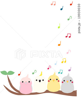 オカメインコ 可愛い インコ オウムのイラスト素材