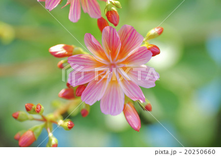 レウィシア 花 イワハナビ 赤の写真素材