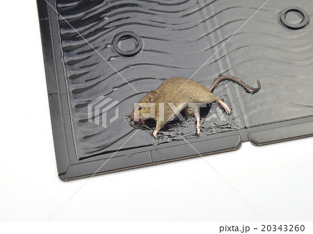 ネズミ捕りシートの写真素材