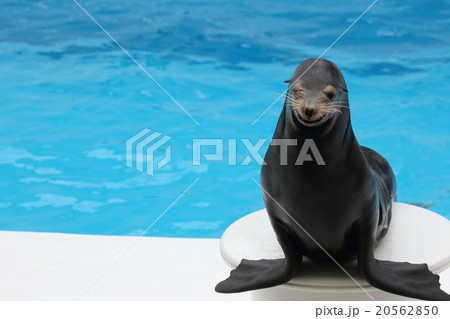 鴨川シーワールド アシカ 笑顔 水族館の写真素材