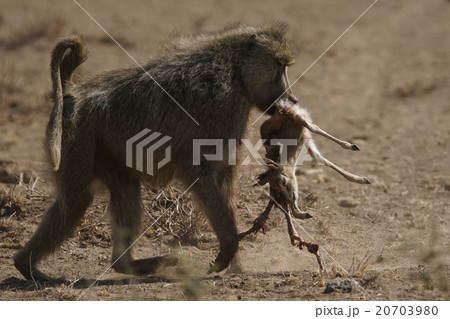 キイロヒヒ 野生動物 狩り ディクディクの写真素材