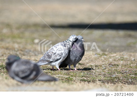 鳥 鳩 カップル 仲良しの写真素材 - PIXTA