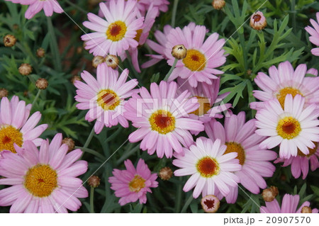 マーガレット モリンバミニピンク マーガレット キク科 花の写真素材
