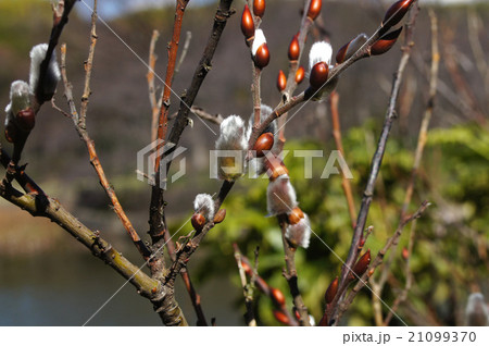 赤芽柳の写真素材