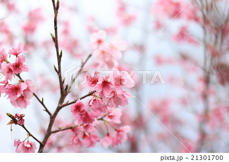 真っピンク 木の写真素材