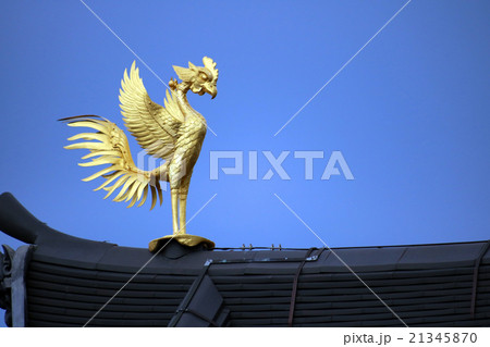 鳳凰 鳥 金色 青空の写真素材