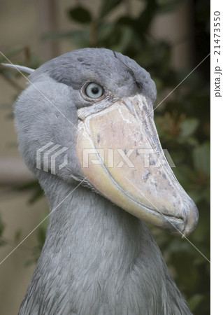 ハシビロコウ 鳥 くちばし 面白い顔の写真素材