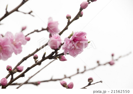 花桃 花 観賞用 希望の写真素材