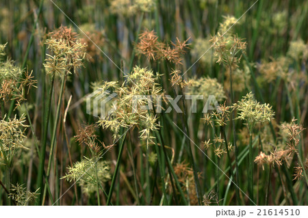 パピルス カヤツリグサ パピルス草 エジプトの写真素材