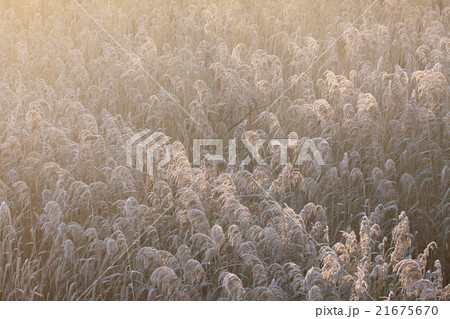霜 自然現象 葦 冬の朝の写真素材