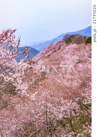 八百萬神之御殿の桜の写真素材 Pixta