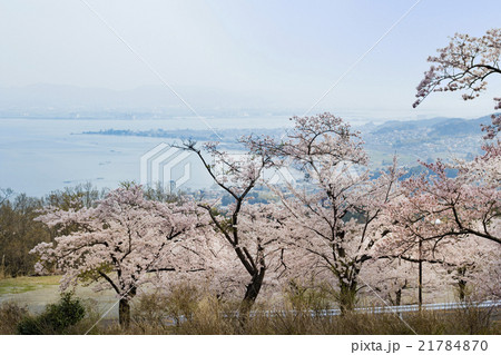 びわ湖バレイ 桜 風景 近畿の写真素材