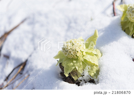 雪 ふきのとう フキノトウ 蕗の薹の写真素材