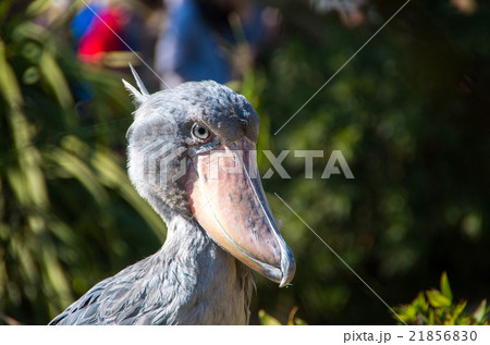 嘴広鸛 鳥 鳥類 ハシビロコウの写真素材 - PIXTA