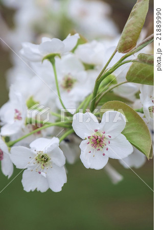 梨 花 梨の花 植物の写真素材