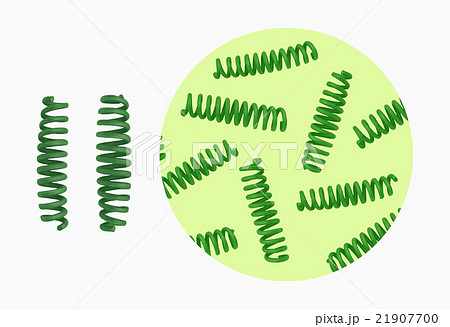 螺旋状の藻のイラスト素材