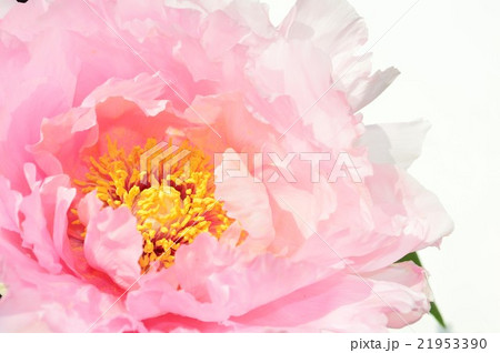 ボタン 牡丹 おしべ めしべ 雄しべの写真素材 - PIXTA ボタン 牡丹 おしべ めしべ 雄しべの写真素材 - PIXTA