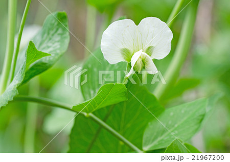 スナックエンドウの花の写真素材