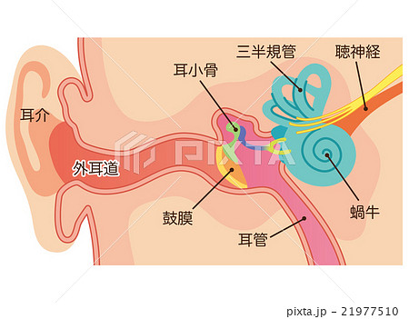 外耳道のイラスト素材