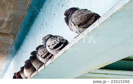 鳩 灰色の写真素材 - PIXTA