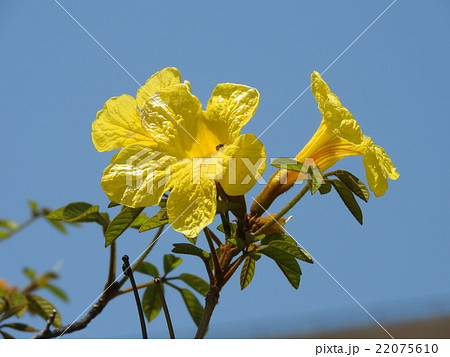 ブラジル国花 花の写真素材