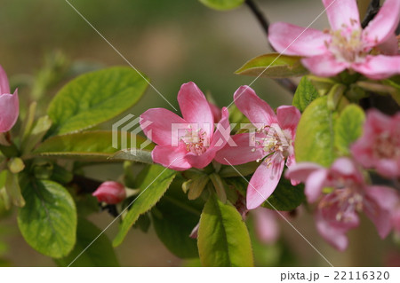 かりん 花 バラ科 植物の写真素材