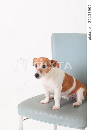犬 ジャックラッセルテリア 座る お座りの写真素材