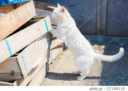 わさお 菊谷商店 鯵ヶ沢 青森県の写真素材