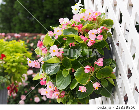 ハンギングバスケットの可愛らしいピンク色と白のベゴニアの写真素材