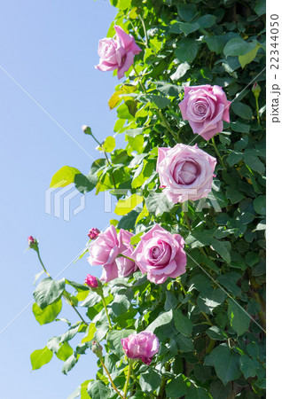 バラ 薔薇 シャルルドゴール 紫色の写真素材
