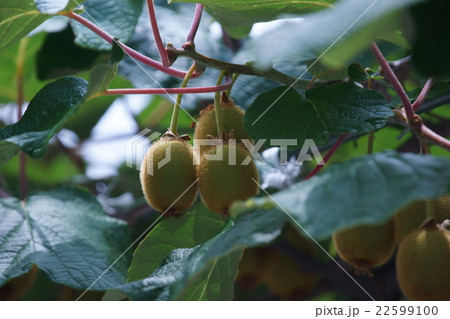 キウイフルーツ サルナシ科 褐色 果物の写真素材
