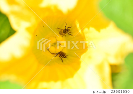 カボチャの花粉の写真素材