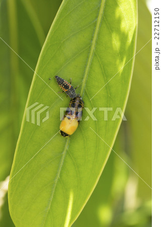 甲虫 てんとう虫 羽化 脱皮の写真素材