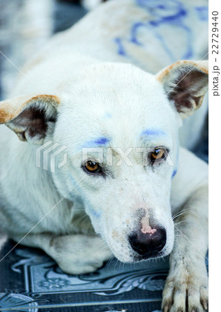 眉毛犬の写真素材