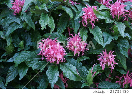 珊瑚花サンゴバナ 花言葉は 華やかな恋 の写真素材