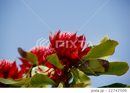ワラタの花の写真素材