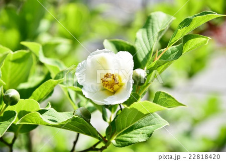 沙羅双樹の花の色の写真素材