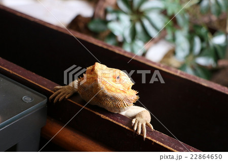 横浜爬虫類カフェの写真素材