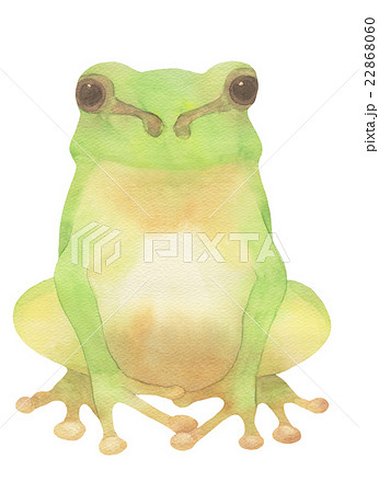 アマガエル 蛙 水彩 生き物のイラスト素材