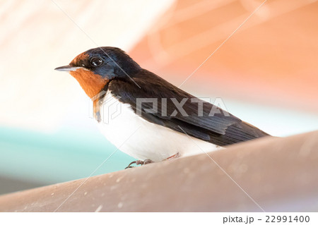 成鳥 ツバメ つばめ 可愛いの写真素材