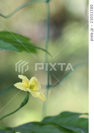 雌花 ツルレイシ 花 植物の写真素材