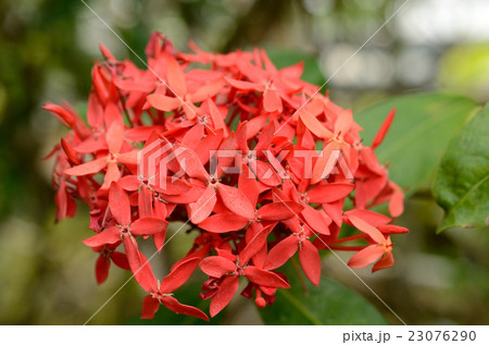 ✨✨✨サンダンカ【涼盆栽◎美らさん】検/花物/三段花 わきゃしま大好き:三段花（サンダンカ）