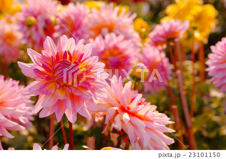 アプリコット色 花の写真素材