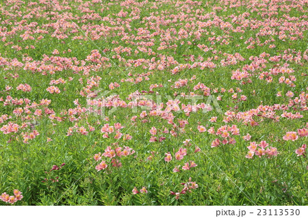 花 アルストロメリア 花畑 ピンクの写真素材