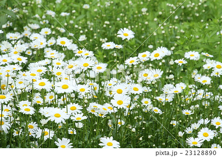 北海道 春の花 白い花 野の花の写真素材